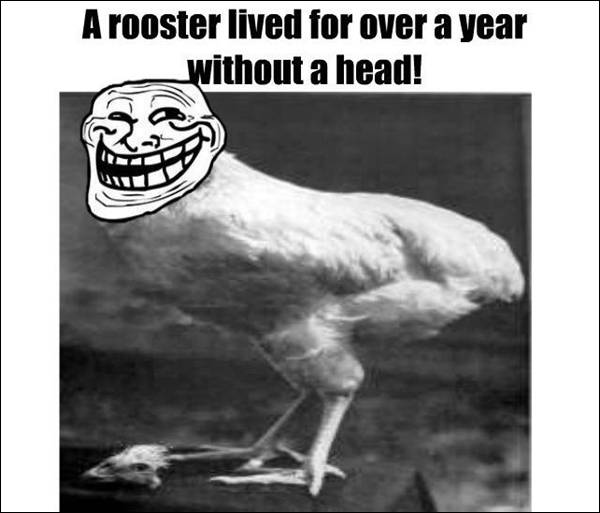 Interesting fact about a rooster