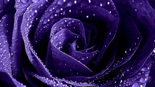 Purple Roses