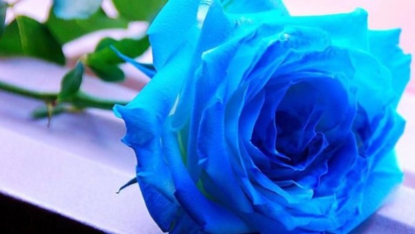 blue rose