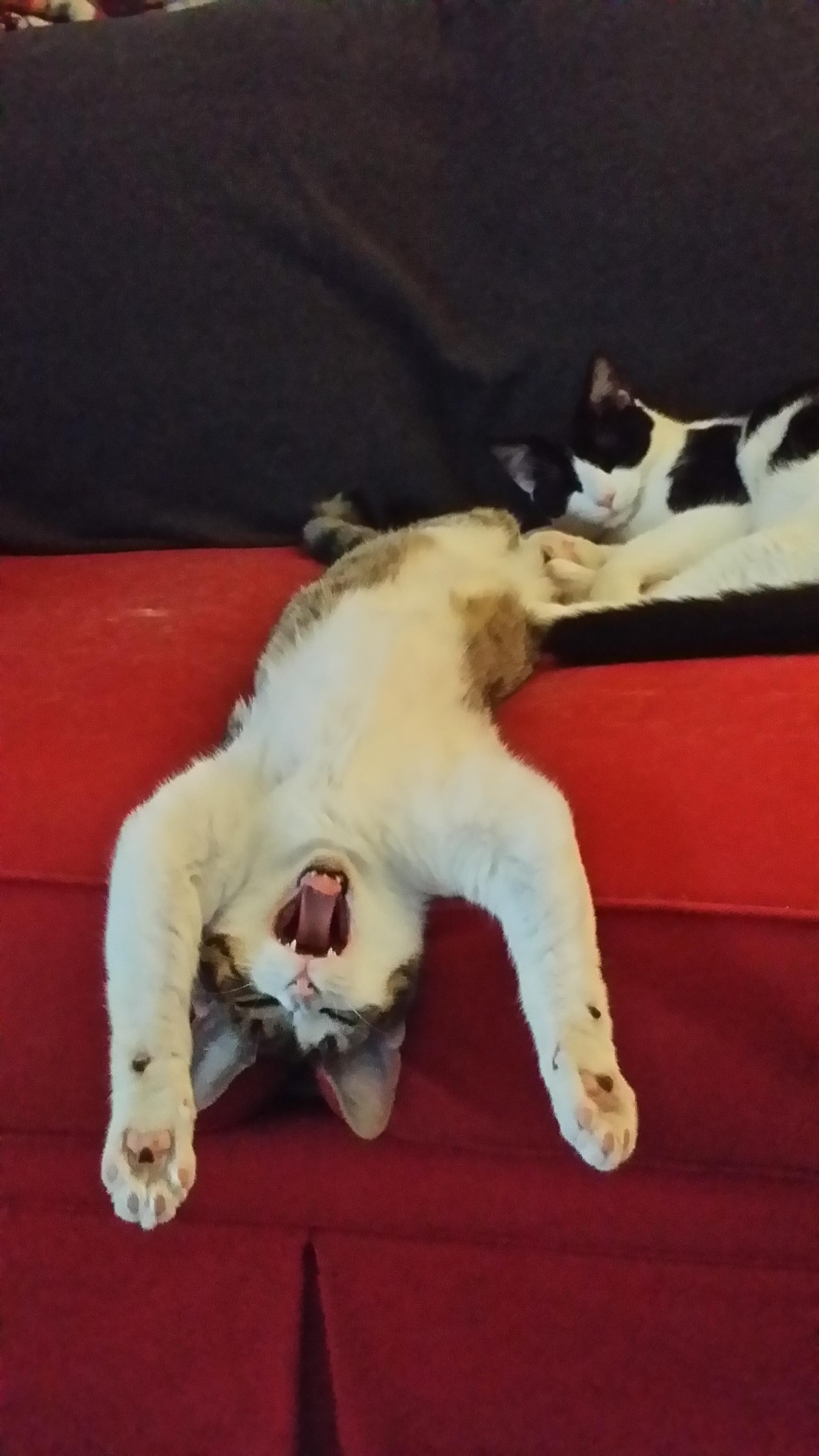 funny cats sleeping