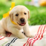The 50 Cutest Puppy Pictures Of All Time