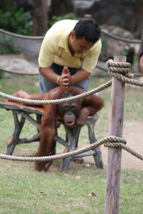 funny monkey image