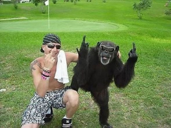 funny monkeys images