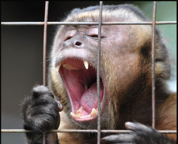 funny photos of monkeys