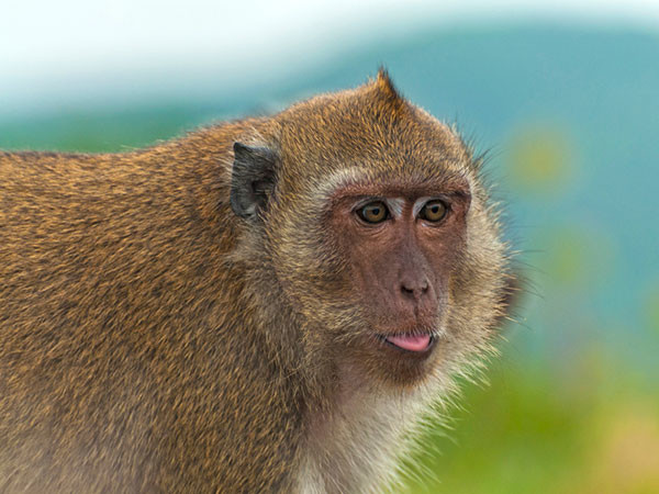 monkey funny pics