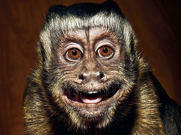 monkeys photos