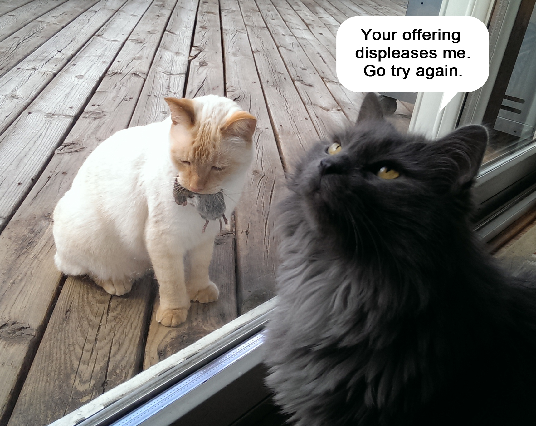 38 Funny Pictures Of Cats With Captions