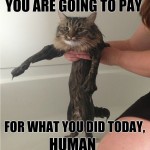 funny cat photos with words