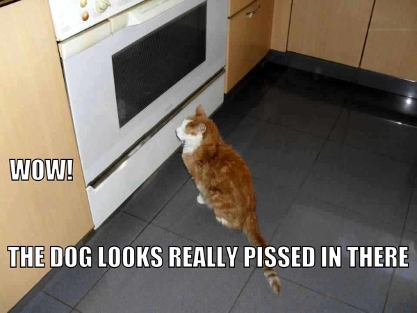funny cat pix
