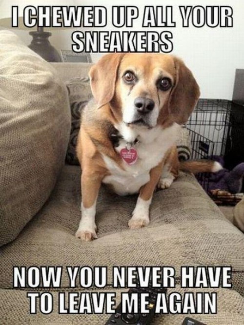 funny cute dog pictures