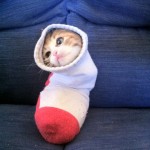 The 50 Best Funny Kitten Pictures of All Time