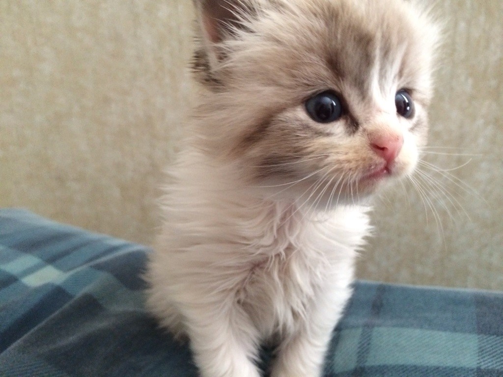 pictures of baby kittens