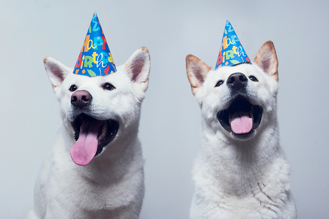30 Dogs Celebrating Birthday With Special Dog Birthday Cakes