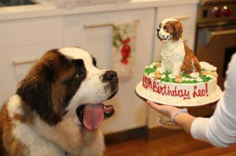 dog birthday parties