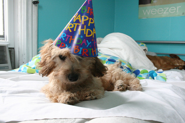 dog happy birthday
