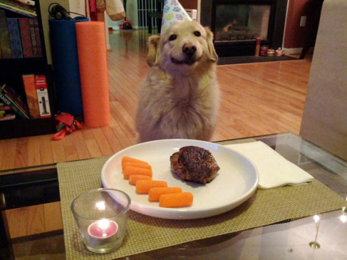 doggie birthday party