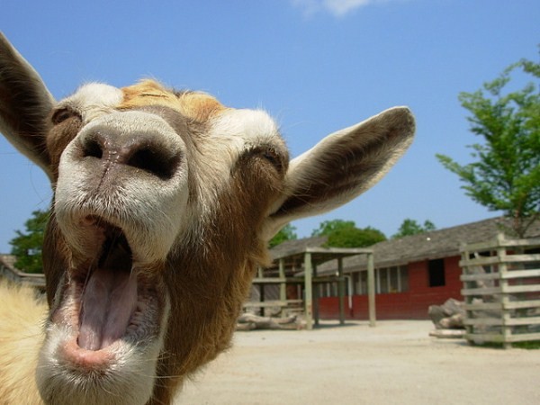 funny goat picture