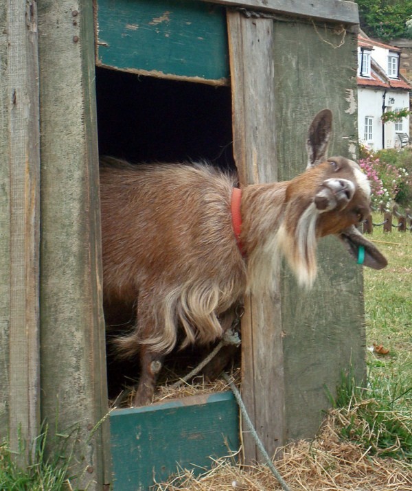 goat photo