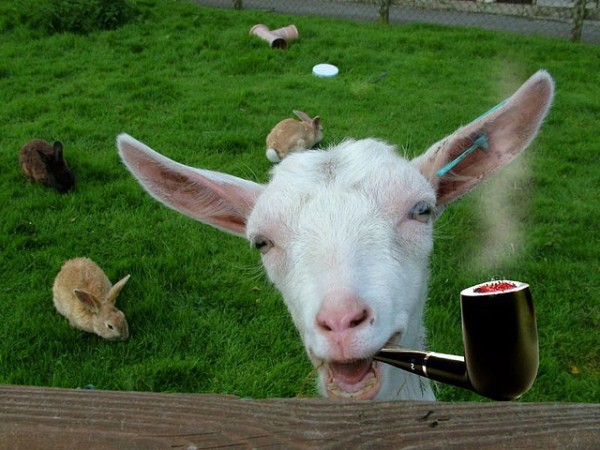 hilarious goat smoking