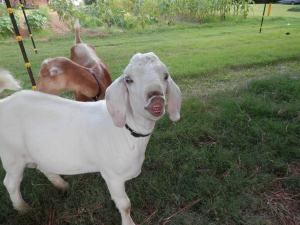 photos of goats