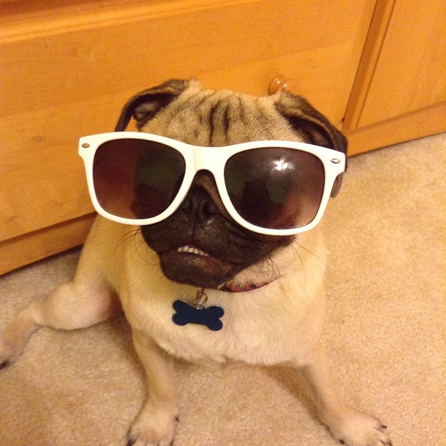 silly pug pictures