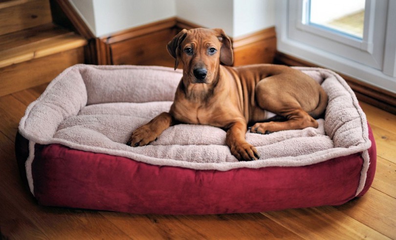 extra large dog bed