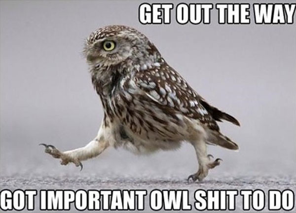 funny captioned pictures of birds
