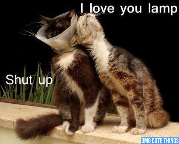 funny cat pictures with captions