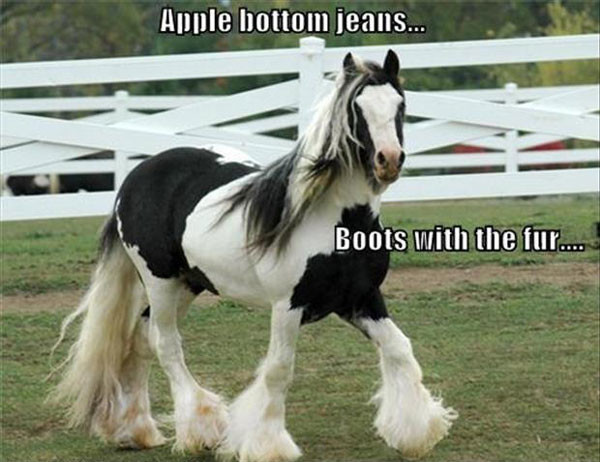 funny horse pictures with captions