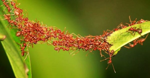 ARMY ANTS