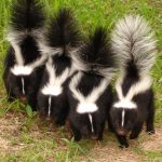 18 Amazing Animal Behaviors You Might Not Know Before