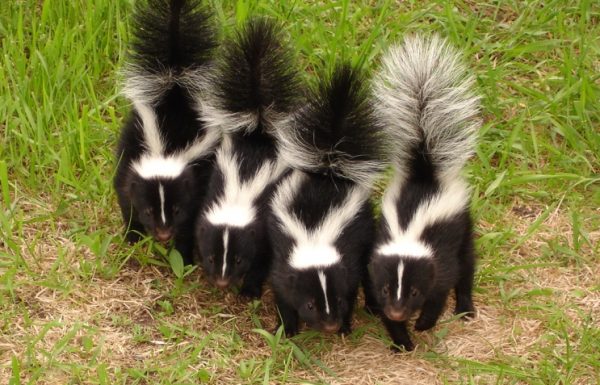 SKUNKS photos and pictures