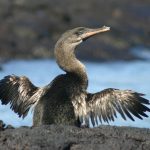 12 Flightless Birds You Probably Didn’t Know About