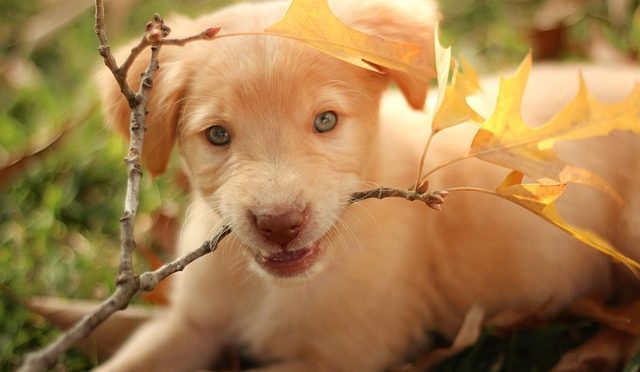 Cutest Puppies of All Time – 25 Cute Puppy Pictures