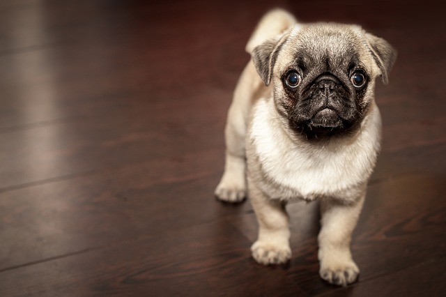 cutest pug of all time