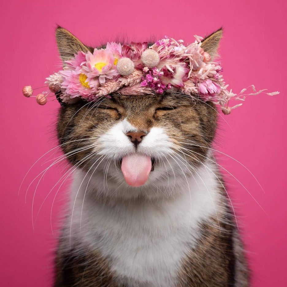 36 Hilarious Cat Portraits That Will Have You Laughing Out Loud!