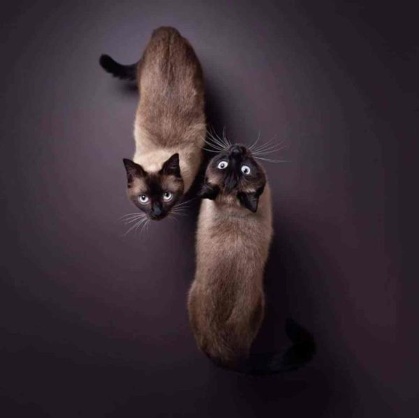 Hilarious Cat Portraits, Funny Cat Pictures