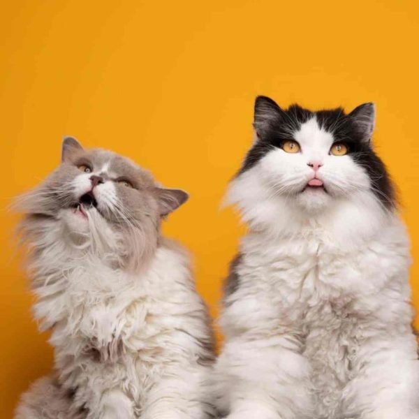 Hilarious Cat Portraits, Funny Cat Pictures