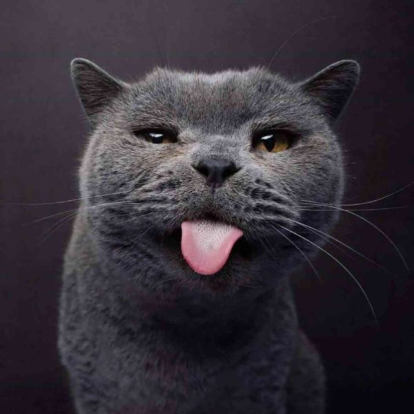 Hilarious Cat Portraits, Funny Cat Pictures