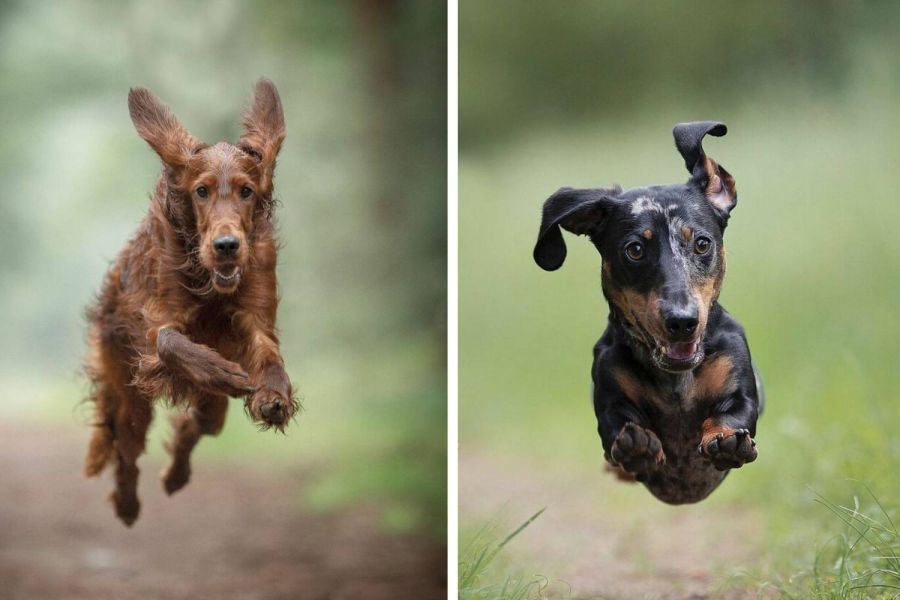 Paws in Motion: 30 Amazing Pictures of Dogs Running