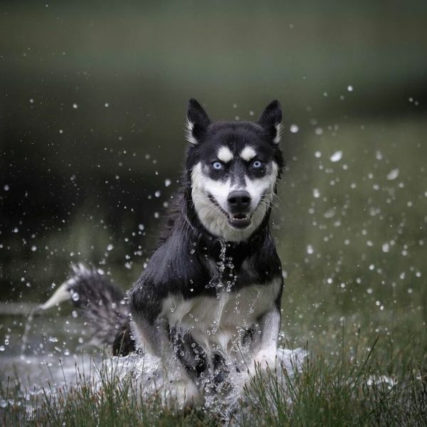 Amazing Pictures of Dogs Running, Dogs Running Photos, Dogs Pics