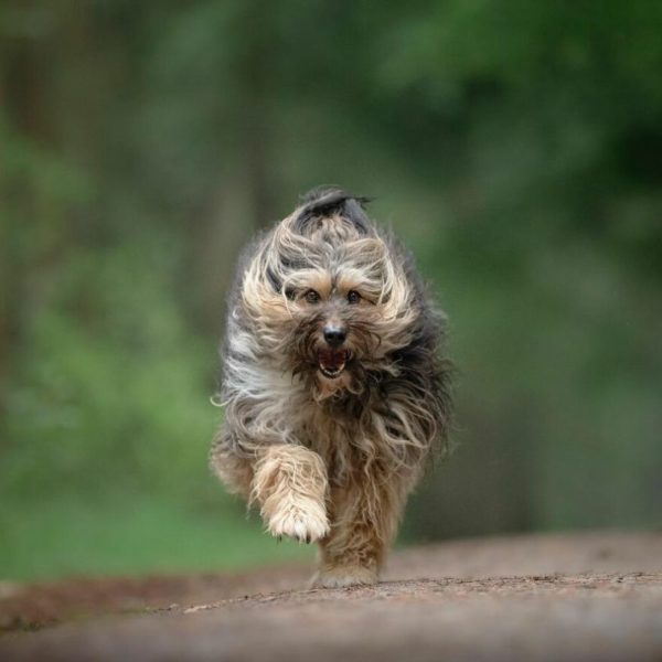 Amazing Pictures of Dogs Running, Dogs Running Photos, Dogs Pics