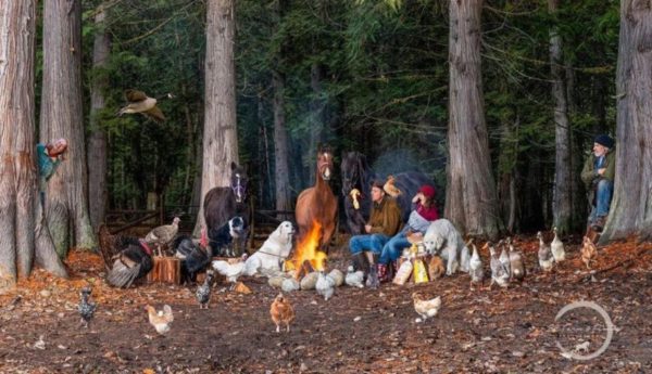 Farmyard Faces: Tasha Hall's Heartwarming Portraits of Farm Animals