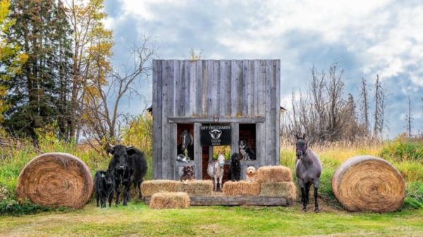 Farmyard Faces: Tasha Hall's Heartwarming Portraits of Farm Animals