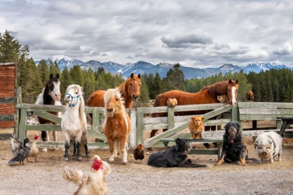 Farming Human with Animal Photography