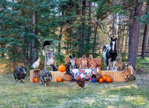 Farming Human with Animal Photography