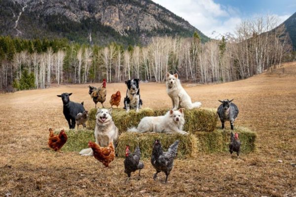 Farmyard Faces: Tasha Hall's Heartwarming Portraits of Farm Animals