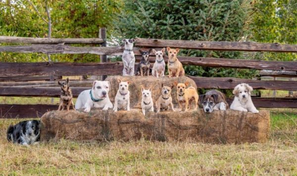 Farmyard Faces: Tasha Hall's Heartwarming Portraits of Farm Animals