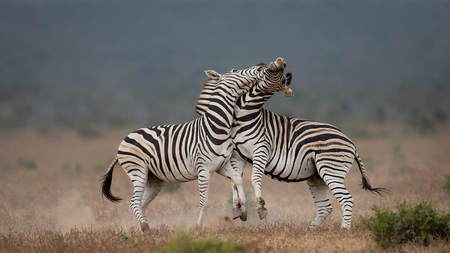 Astounding Wildlife Photography in Africa by Rudi van Aarde