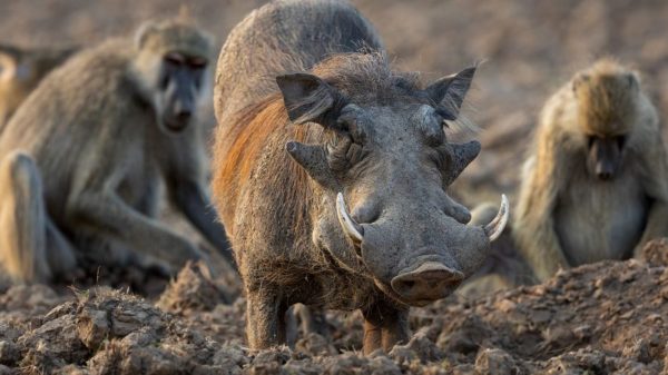 Wildlife Photography by Rudi van Aarde